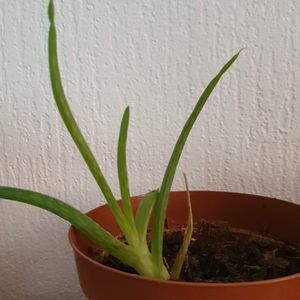 Petite Aloe Vera