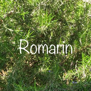 Romarin