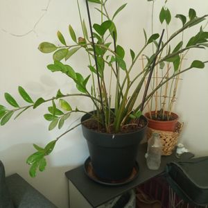 Plantes vertes d'appartement