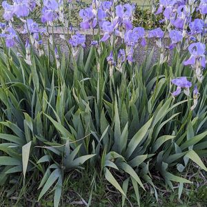 Iris violet clair