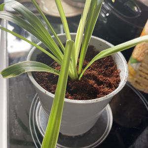Plante chlorophytum 