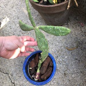 Cactus sans le pot 