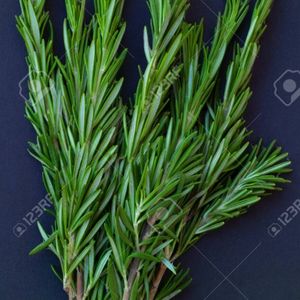 Branches romarin pour tisane ou huile