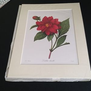 Affiche fleur dahlia 