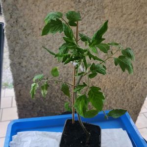 Plant tomates lot 1