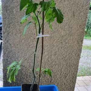 Plants tomates lot 3