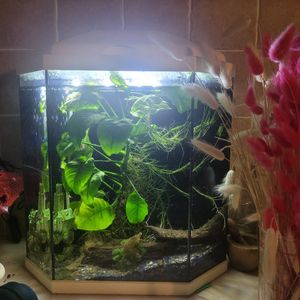 Aquarium avec plantes sans poissons  env 30x50x20