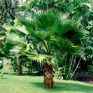 palmier washingtonia