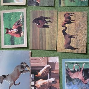 Lot de cartes postales chevaux