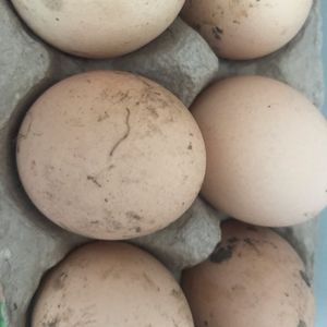 16 œufs du poulailler 