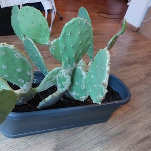 Don cactus