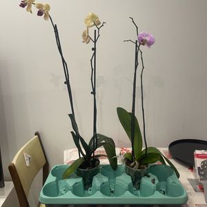 Lot 1 de 2 orchidées défleuries 
