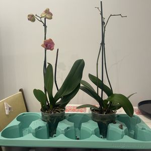 Lot 2 de 2 orchidées défleuries 