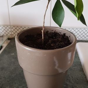 Ficus 10 cm