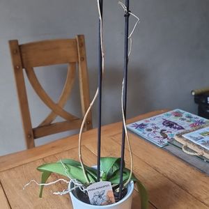 Orchidée à sauver 