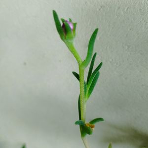 Delosperma plante Grasse 