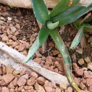Plan d'agave à mettre en terre ou en pot