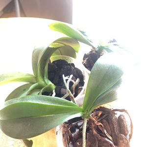 Trois orchidées phaelenopsis