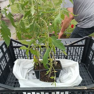 Plant de tomates "Coeur de bœuf"