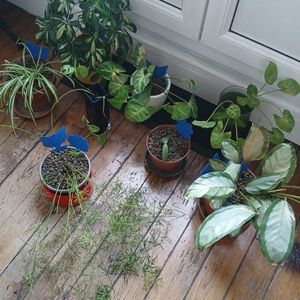 Lot plantes ⚠️⚠️ trips