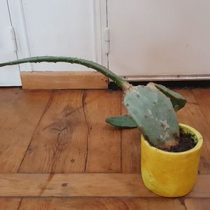 Cactus à soigner