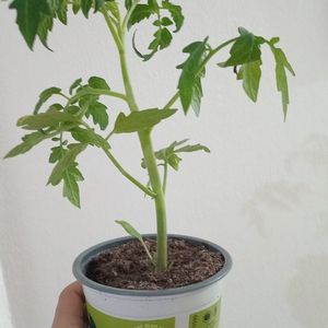 Plante tomate courgette
