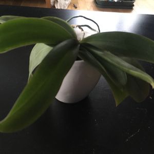 Mini orchidée 