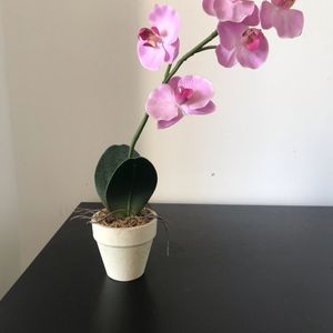 Fausse orchidée 