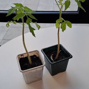 Plant de tomate 