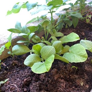 Jeune plante de potimaron ou batternut 