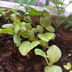 Jeune plante de potimaron ou de butternut