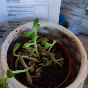 Plante grasse a sauver sans pot ni terre 