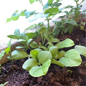 Plante de potimaron ( réserveée à Ccil)
