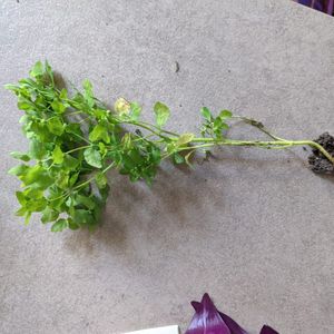 Euphorbe (Euphorbia peplus) en cours de rempotage