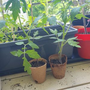 2 plants de tomates cerises