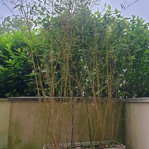 Bambous 
