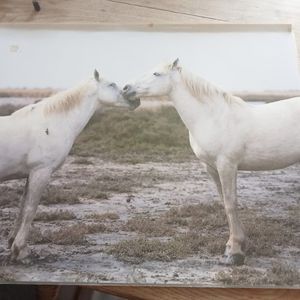 Photo chevaux plastifié 