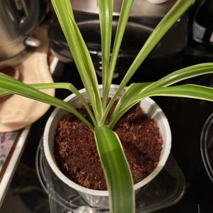 Plante chlorophytum 