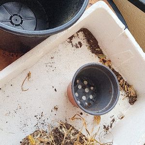 Don pot ,cagette en polystyrène et plante à replan