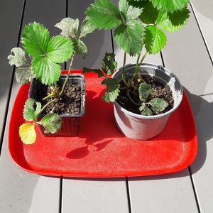 2 plants de fraisier 