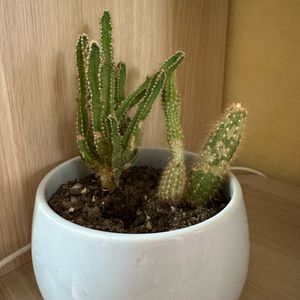 Pot + cactus