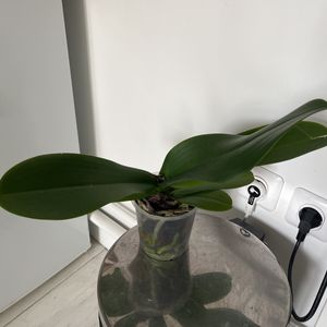 Plante orchidée 
