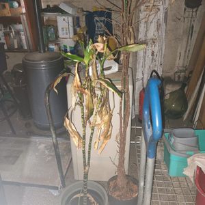 2 plantes à sauver