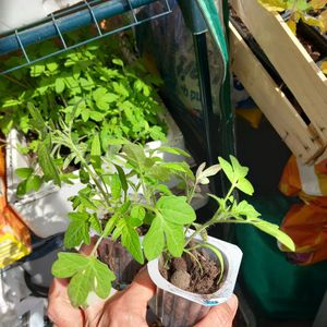 Plant de tomates  rondes