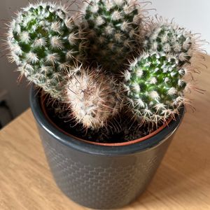 Cactus avec pot 