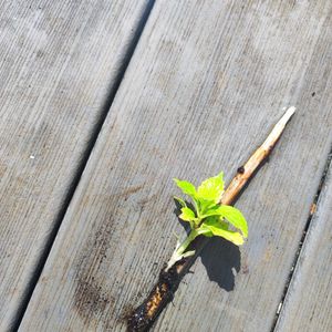 Bouture n°1 hortensia toutes petites racines 