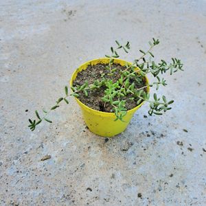 Pot de plante grasse extérieure 