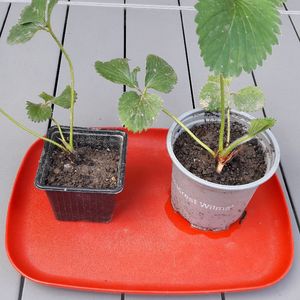 2 plants de fraisier réservés 