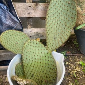 Bouture cactus 