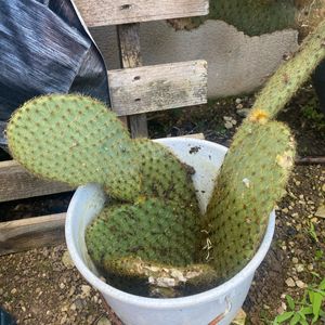 Bouture de cactus 